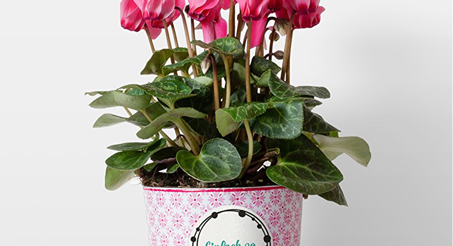 trodat_vintage_blumentopf_rgb_1000px.jpg